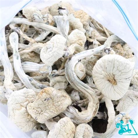 Buy Great White Monster Magic Mushroom Delivery Budora