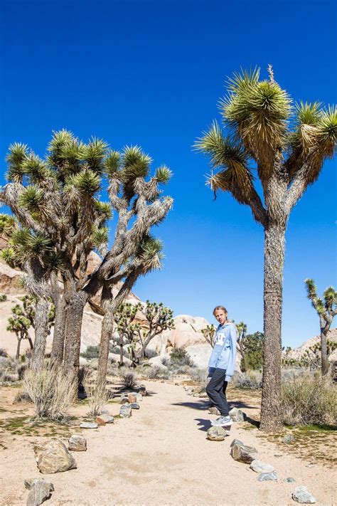 8 Awesome Things To Do In Joshua Tree National Park California