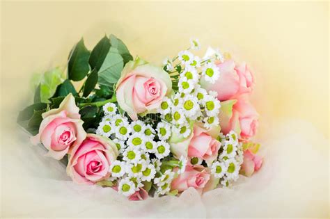 Pink Roses With A Greeting Card Stock Image Image Of Flower Leaf