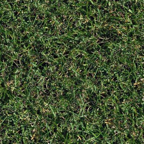 Green Grass Texture Seamless 13001