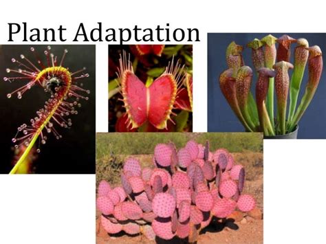 Plant Adaptation 1