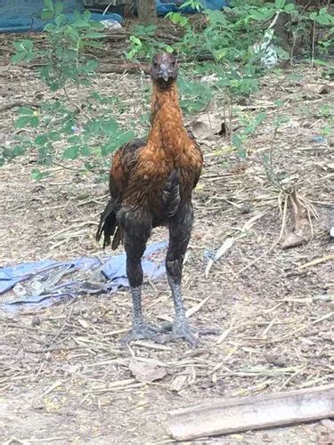Fighter Cock Aseel At Rs 780piece New Items In Midnapore Id