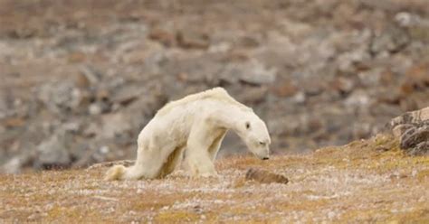 This Starving Polar Bear Broke A Photographers Heart Petapixel