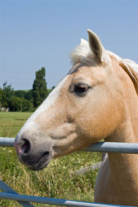 Palomino Horse Portrait Free Stock Photo Public Domain Pictures