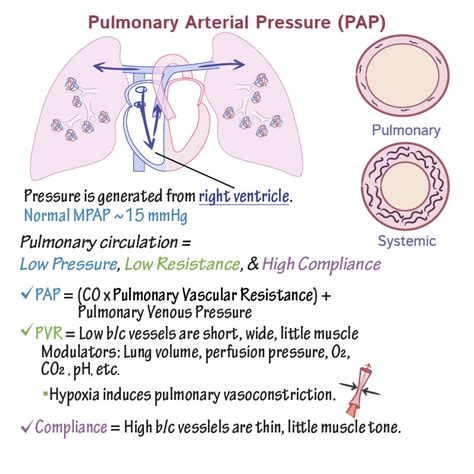 Pathology Glossary Pulmonary Hypertension Draw It To Know It