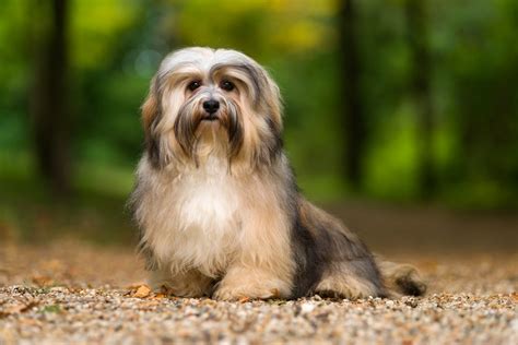 Havanese Temperament And Personality Canna Pet