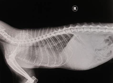 567 Cat Thorax X Ray Royalty Free Photos And Stock Images Shutterstock
