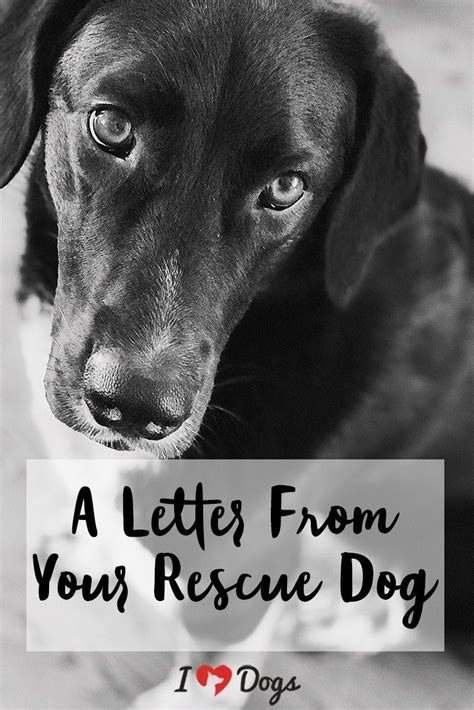 A Letter From Your Rescue Dog Rescue Dog Quotes Rescue Dogs Dog Quotes