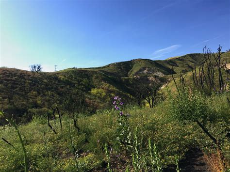 Hikers Warned Of High Heat In Santa Monica Mountains Canyon News