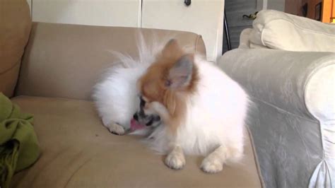 Pomeranian Licking Paws Youtube