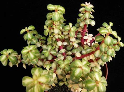 This is a recent addition to our collection. Portulacaria afra 'Medio-picta' | World of Succulents