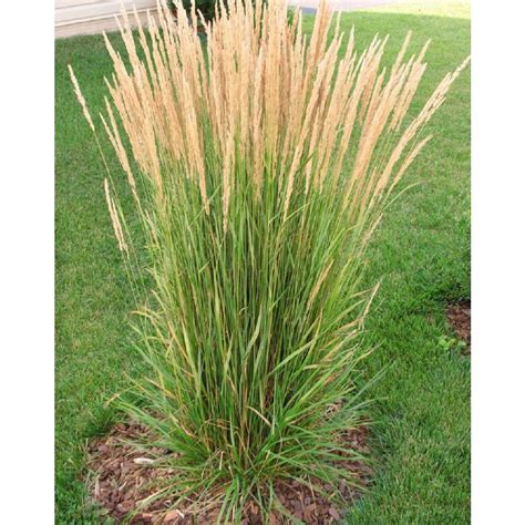 Online Orchards 1 Gal Avalanche Feather Reed Grass Lovely Tall