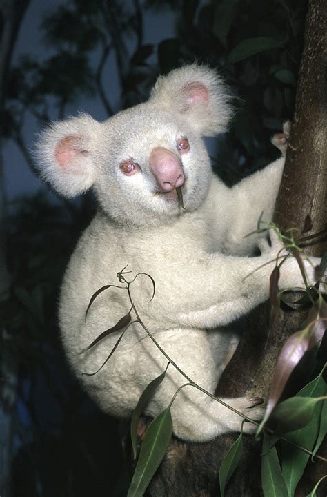 La Ciencia De La Vida Los Adorables Koalas