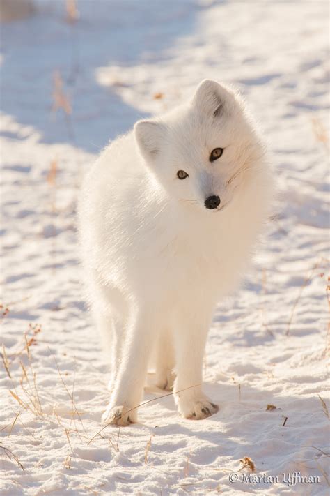 Magnificent Arctic Foxes Of Manitoba Steve And Marian Uffman Nature