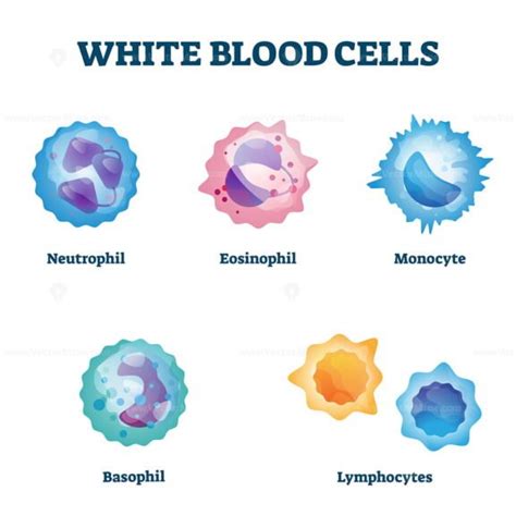White Blood Cell Types Labeled Examples Educational Vector Illustration