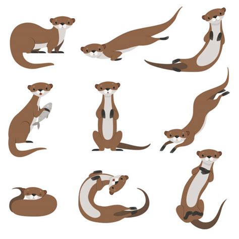 Otter Illustrations Royalty Free Vector Graphics And Clip Art Istock