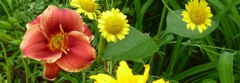 A pretty little purple flower with white edges and a yellow green throat. Daylily Little Peanut - Catrina's Garden