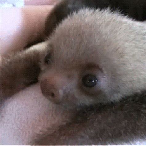 10 Reasons Why Sloths Are Irresistibly Adorable One Green Planet