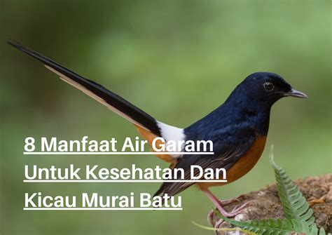 8 Manfaat Air Garam Untuk Kesehatan Dan Kicau Murai Batu - Ischak Fotografi