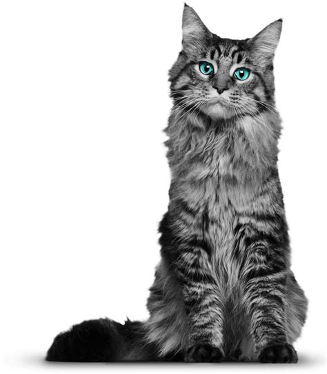 Collection Of Cat Png Transparent Background Pluspng