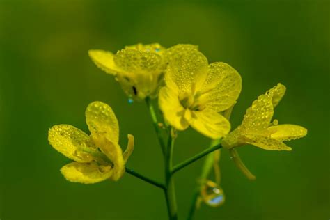 Mustard Plant Flowers Varieties Care And Uses Plantura