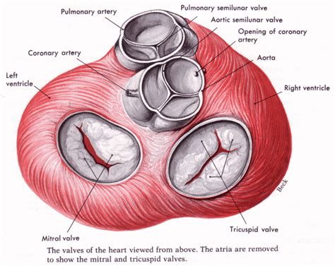 An Illustration Of The Heart Valves From Above Physiology Heart