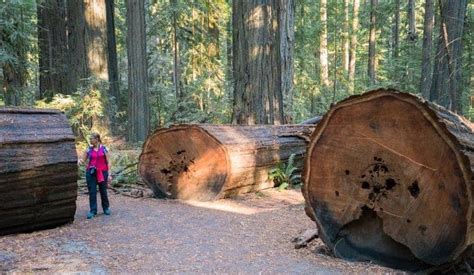 8 Amazing Natural Wonders In California Every Kid Needs To See