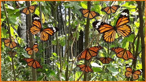 Santuarios De La Mariposa Monarca Youtube Otosection