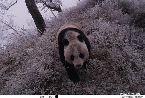 Infrared Camera Captures Wild Giant Panda In Nw China S Gansu Tianshannet 天山网