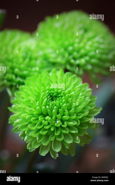 Green Chrysanthemum Flowers Stock Photo Alamy