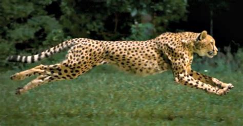 Cheetah Speed Record The Fastest Land Animal