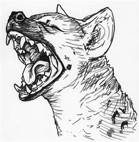Hyena Tattoo Hyena Animal Sketches