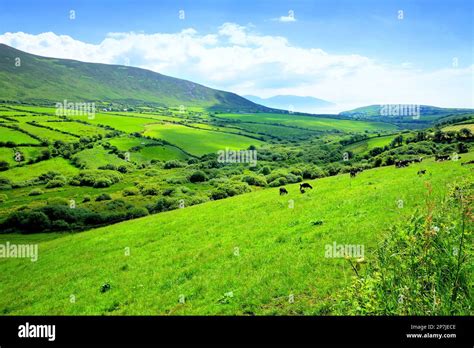 Lush Green Fields Of A Valley In The Countryside Of Ireland Dingle