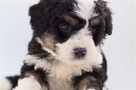 13 Interesting Facts On Bernedoodles Everyone Should Know