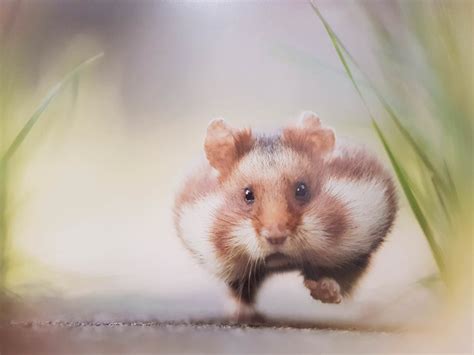 Psbattle Hamster On The Run Photoshopbattles
