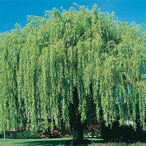 weeping willow tree trees and shrubs from gurney s