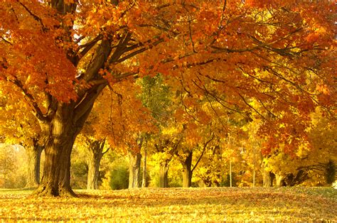 Beautiful Yellow Autumn Fall Leaves Autumn Hd Wallpapers