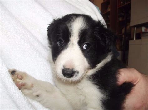 Beautiful Border Collie Puppies In Hull East Yorkshire Gumtree