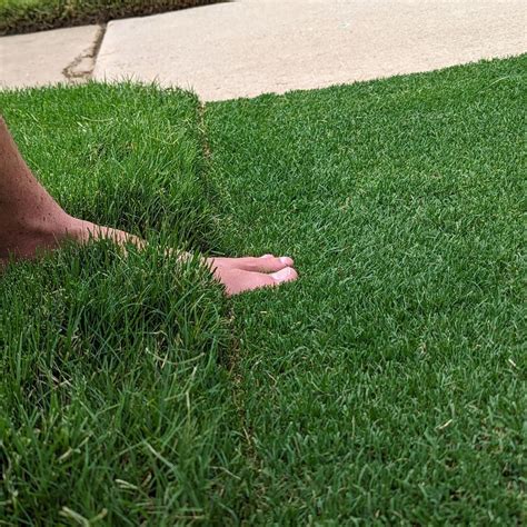 What Does Bermuda Grass Look Like When It Sprouts