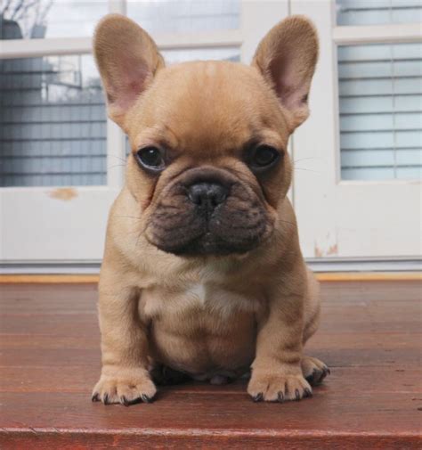 Fawn frenchies are considered a traditional color unless they are blue fawn frenchies. French Bulldogs Perth