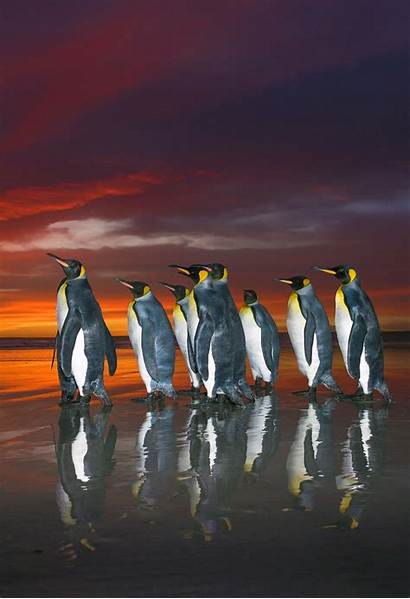 Penguins Sunrise North