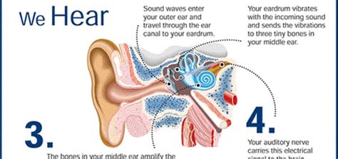 Check spelling or type a new query. How Hearing Works? - Audiologist in Chennai | Speech ...