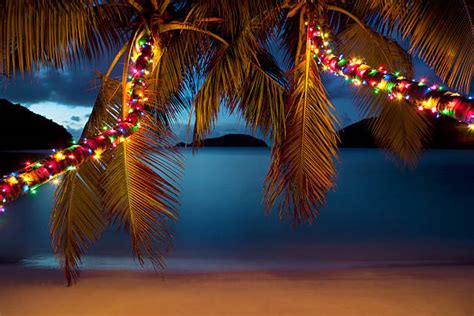 Christmas Lights On Palm Tree Christmas Images 2021