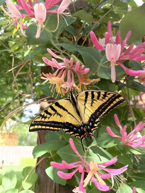 Photo Of The Week Western Tiger Swallowtail