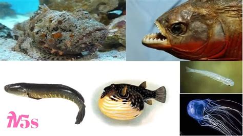 Top 10 Most Dangerous Fish Species In The World Youtube