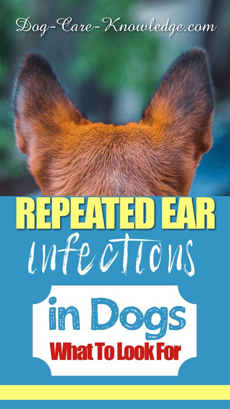Top 10 Dog Ear Problems How To Spot And Treat Them