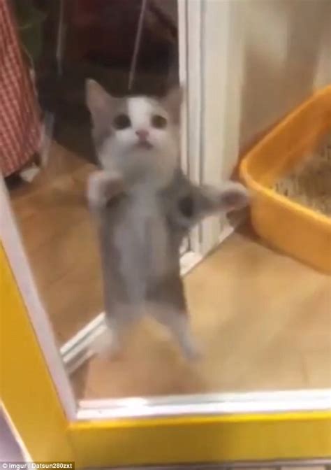Kitten Bounces For Joy Balancing Giving Its Owner A Welcome Home