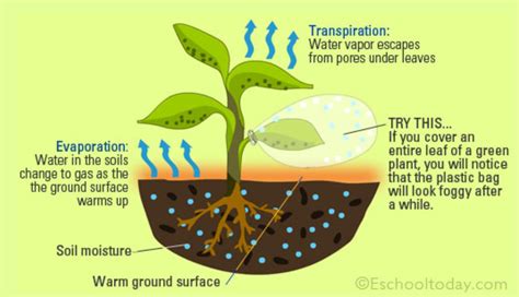 Transpiration In Plants Nokil