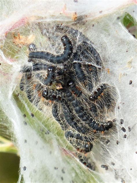 Nest Of The Small Eggar Moth Eriogaster Lanestris Ballard Townland