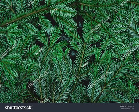 Green Pine Leaves On Ground Stock Photo 714889726 Shutterstock